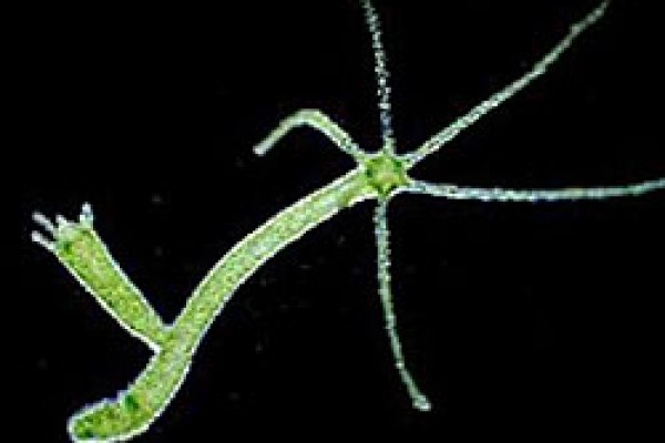 Надежный доступ к kra48.at