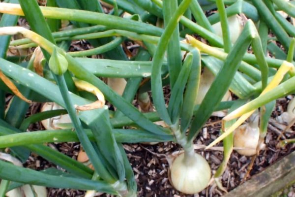 Как использовать аккаунты кракен