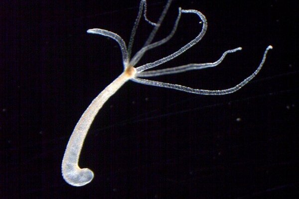 Безопасное использование krab9.cc